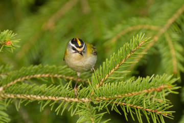 Sommergoldhähnchen in einer Fichte
