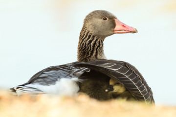 junge Graugänse unter dem Flügel der Mutter