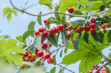 ripe cherry tree