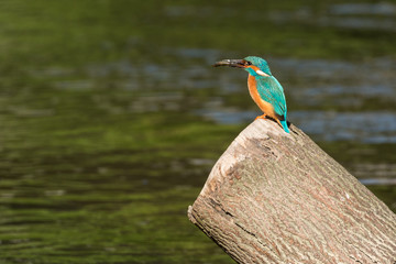 Fototapeta premium Eisvogel auf einem Ast