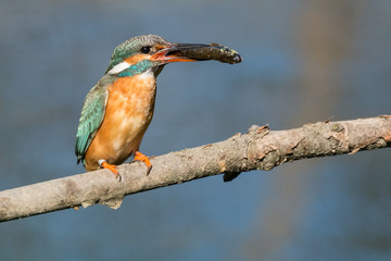 Eisvogel mit einem gefangenen Fisch auf einem Ast