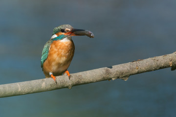 Eisvogel mit einem gefangenen Fisch auf einem Ast