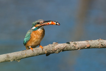 Eisvogel mit einem gefangenen Fisch auf einem Ast