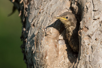 Junger Star (Sturnus vulgaris) schaut aus der Bruthöhle in einem alten Obstbaum