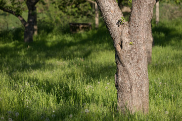 Junger Star (Sturnus vulgaris) schaut aus der Bruth&ouml;hle in einem alten Obstbaum