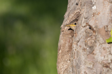 Junger Star (Sturnus vulgaris) schaut aus der Bruthöhle in einem alten Obstbaum