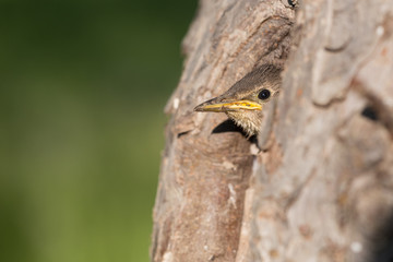 Junger Star (Sturnus vulgaris) schaut aus der Bruthöhle in einem alten Obstbaum