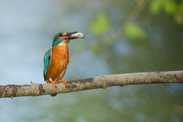 Eisvogel mit einem gefangenen Fisch auf einem Ast