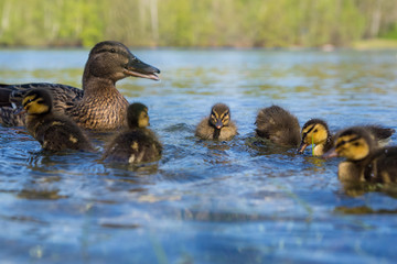 junge Stockenten an einem See