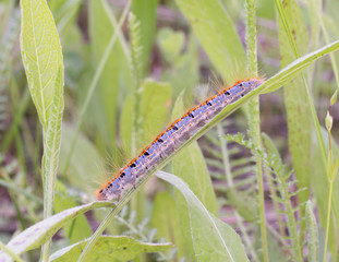 beautiful red and blue caterpillar in spring forest