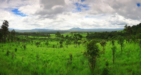 Fototapeta na wymiar green rain forest panorama
