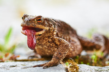Obraz premium Erdkröte (Bufo bufo) mit heraushängender Zunge