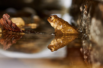 Erdkröte (Bufo bufo)