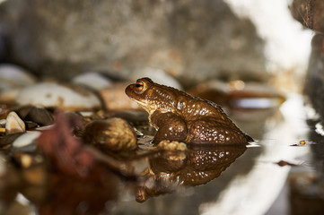 Erdkröte (Bufo bufo)