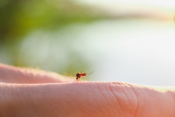 The bite of a mosquito with blood on human body