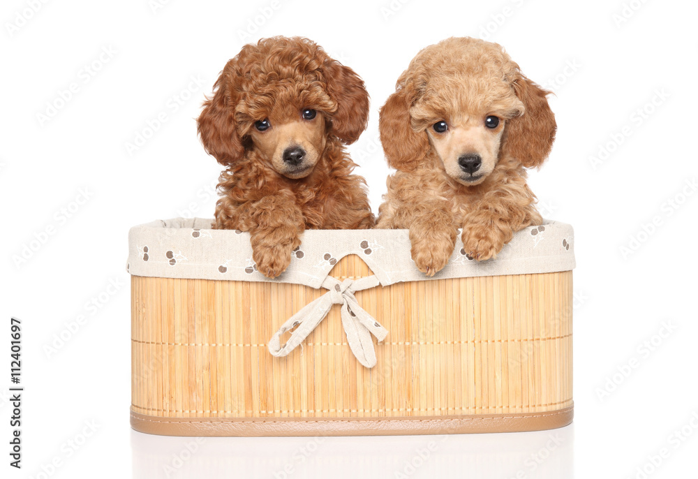 Poster toy poodle puppies in basket