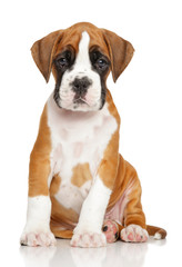 German Boxer puppy on white