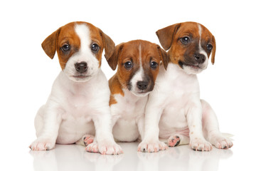 Jack Russell terrier puppies on white