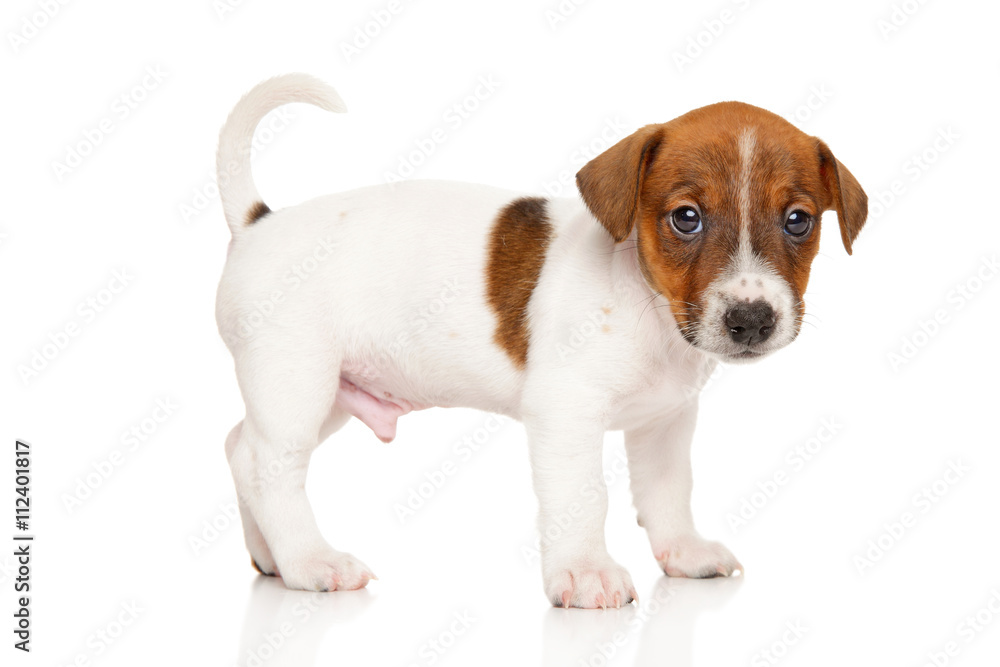 Wall mural Jack Russell terrier puppy on white