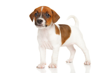 Jack Russell terrier puppy on white