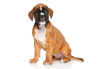 German Boxer puppy on white