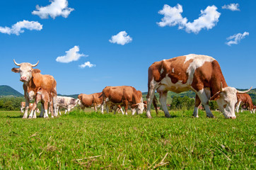 Naklejka na ściany i meble Cow herd in a field