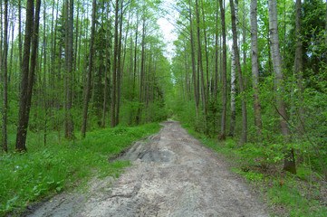 Белорусский лес