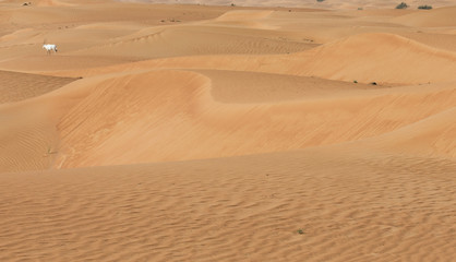 Arabian oryxes in a desert landscape near Dubai UAE