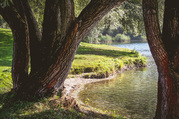 Ufer eines Badesees mit zwei Weiden und Liegewiese