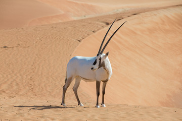 Arabian oryx in a desert near Dubai, UAE