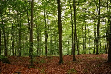 Buchenwald im Sommer