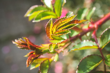 Sich entfaltende Blätter eines Rosenstocks