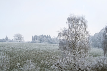 Mit Raureif bedeckte Bäume und Feld im Hausruckviertel in Oberösterreich