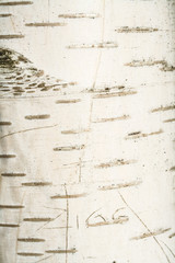 Obraz premium Rinde einer Birke mit eingeritztem Schriftzug
