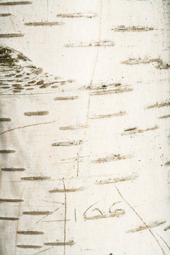 Rinde einer Birke mit eingeritztem Schriftzug
