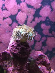 soft coral in marine tank 