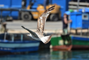 Seagull flying in the pier