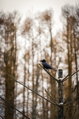 Black Crow