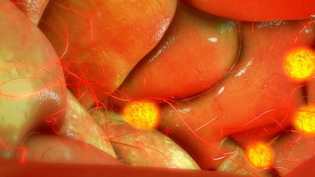 Follicle development