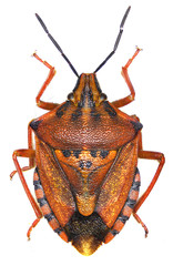 Red shield bug on white Background  -  Carpocoris mediterraneus (Tamanini, 1959)