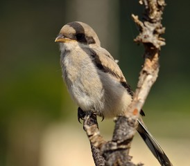 Obraz premium Young gray shrike among dry branches of bush