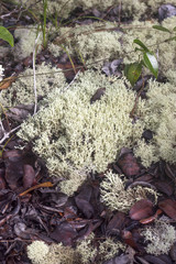 Reindeer moss in amazonian area in Brazil