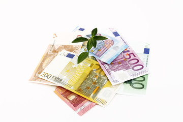 Pflanze wächst aus Haufen von Euro Geldscheinen heraus
