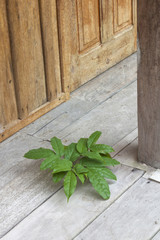 Wild plant grows within the wooden planks of a house. Life`s instict makes any form of living grow despite hard conditions