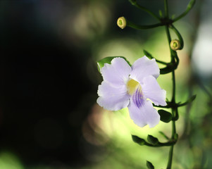 Orchids