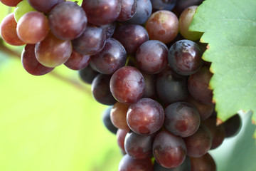 green and rose grapes background