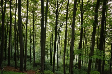 Obraz premium Buchenwald im Sommer