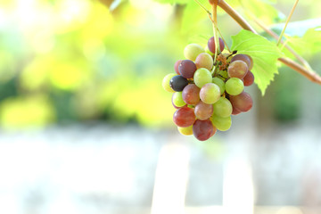 green and rose grapes background
