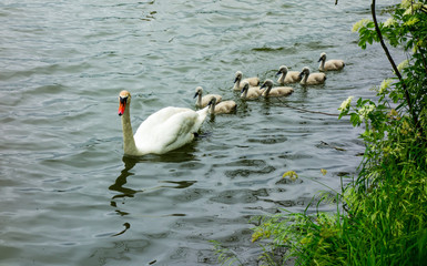 Łabędzie / rodzina łabędzi © morris35