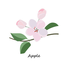 Blossoming branch of aple tree. Honey planty. Botany. Honey flower colorful illustration. Isolated on white background. Vector eps10